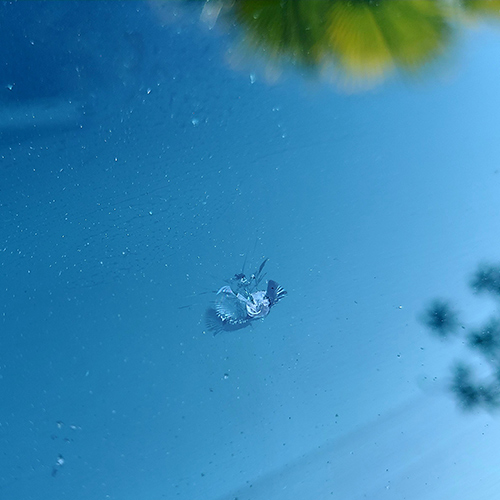 Chip on a Riverview Carowner's Window In Need of Auto Glass Repairs